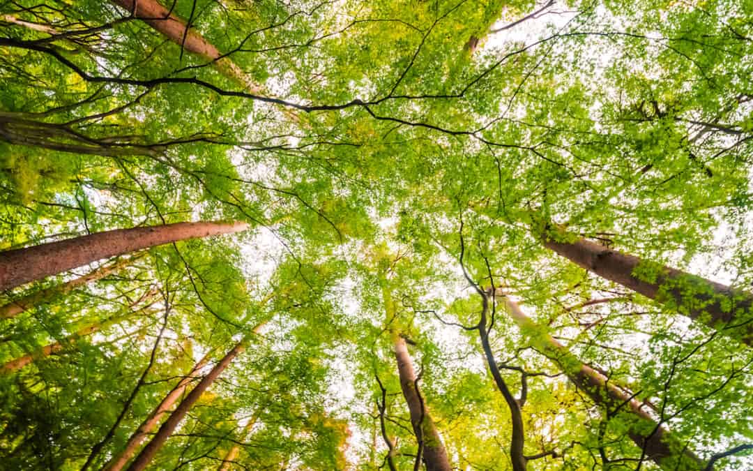 Gestione sostenibile delle foreste, un elemento cruciale della catena del valore dei sacchetti di carta