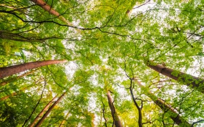 Sustainable forest management, a central element in the value chain of paper bags